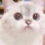 @meowmeow5145