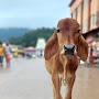 ರವಿ ಹಿಂದೂ