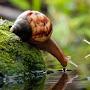 Spiritual Snail