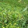 @blume-k9f