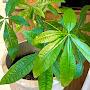 @peacefulandhealthylife4618