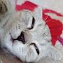 @Aslan77712n