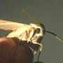 Valera Moth