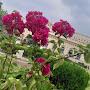 @hifzaemam647