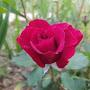 @gulgul2816