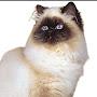 @Hushbili-512