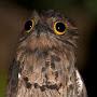 @PotooBurd