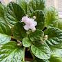@mijardinpersonal4195
