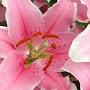 @liliy5561
