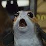 @FreeThePorgs