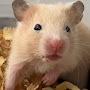 @Hamsteronline3