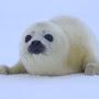 @polish-seal
