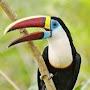 Ramphastos