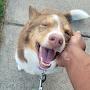 @tjthedogtrainer
