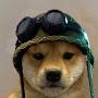 @dog1677