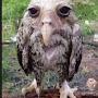 @insomniac.bird1