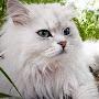 @persiancat1597