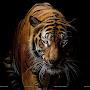 @ImmortalRahul63