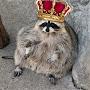 @RaccoonTheGreat