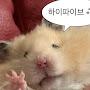 @Q을삼킨큐코