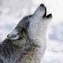 @wolftreu4799