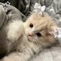@YanaHarutyunyan-w9j