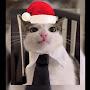 @Котик-Василий