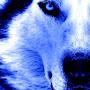 синий волк