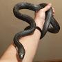 @Blackratsnake