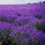 @manishsingh6465