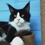 @murhousecooncattery8081