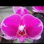 @Картиныицветы