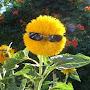 Chill Sunflower