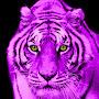 @cherylhaass6609