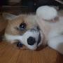 @Sleeping-WelshCorgi