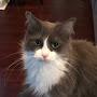 @stormythelowcountrykitty7147