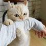 @고냥이-h7s