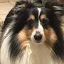 @soondaulsheltie2953
