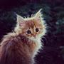 @nicktrofimov496