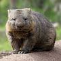 Wombat