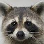 @raccoonski
