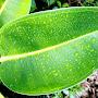 Plant base Leaf