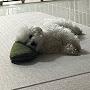 @Yun-luckydog