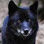 Black Wolf