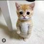 @Not_pookie_meow579