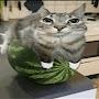 @Epic_Watermelon_Cat