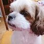 @쵸코파이정TV