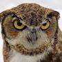 @Owl_Space