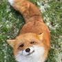 @OzZy.thefox