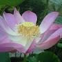 Wild Lotus